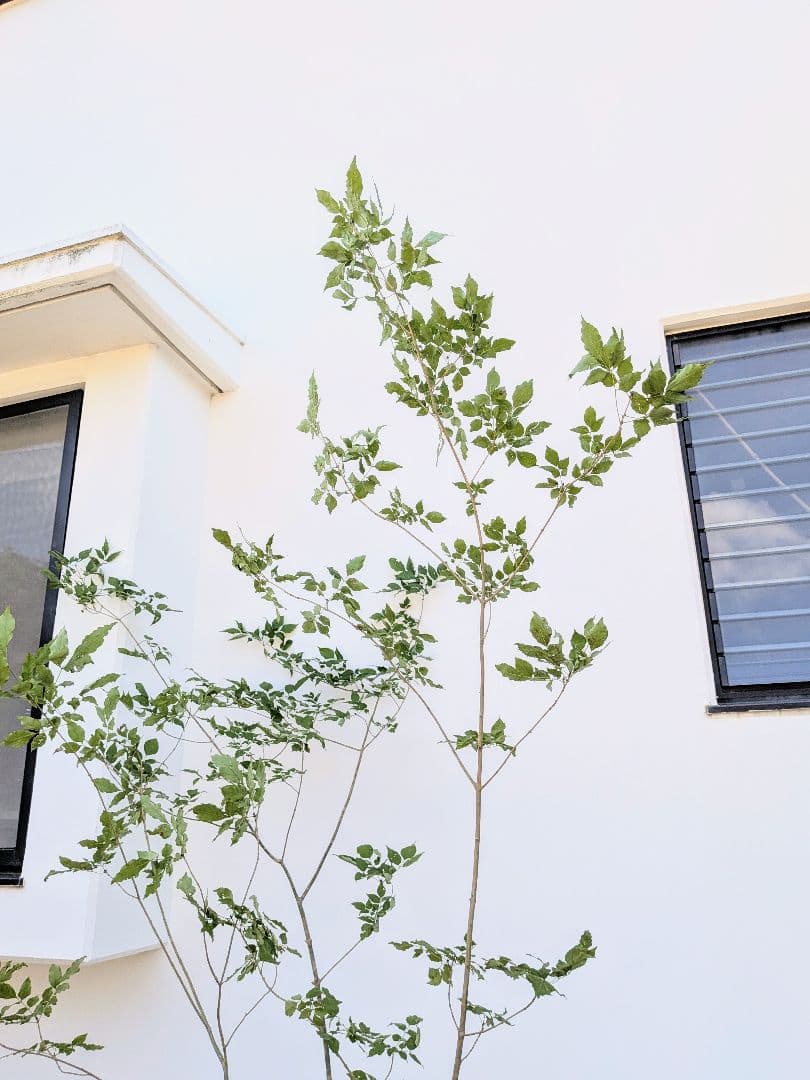 山採りアオダモ。