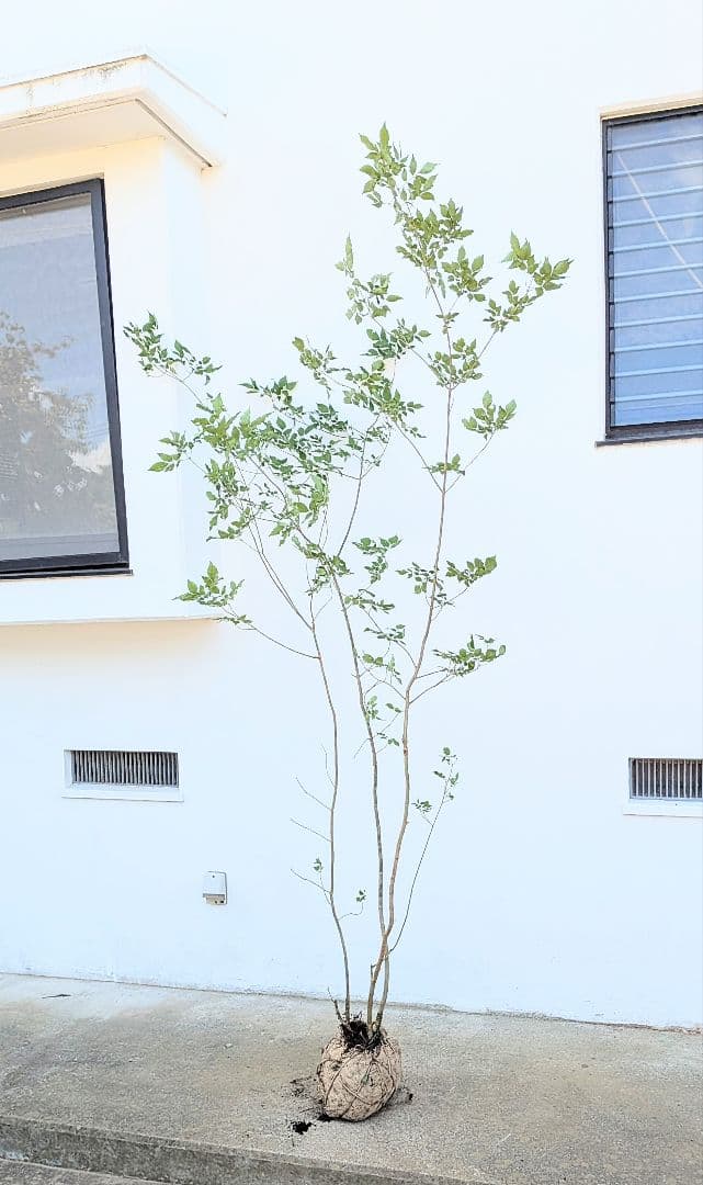 山採りアオダモ。