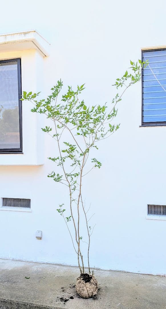 山採りアオダモ。