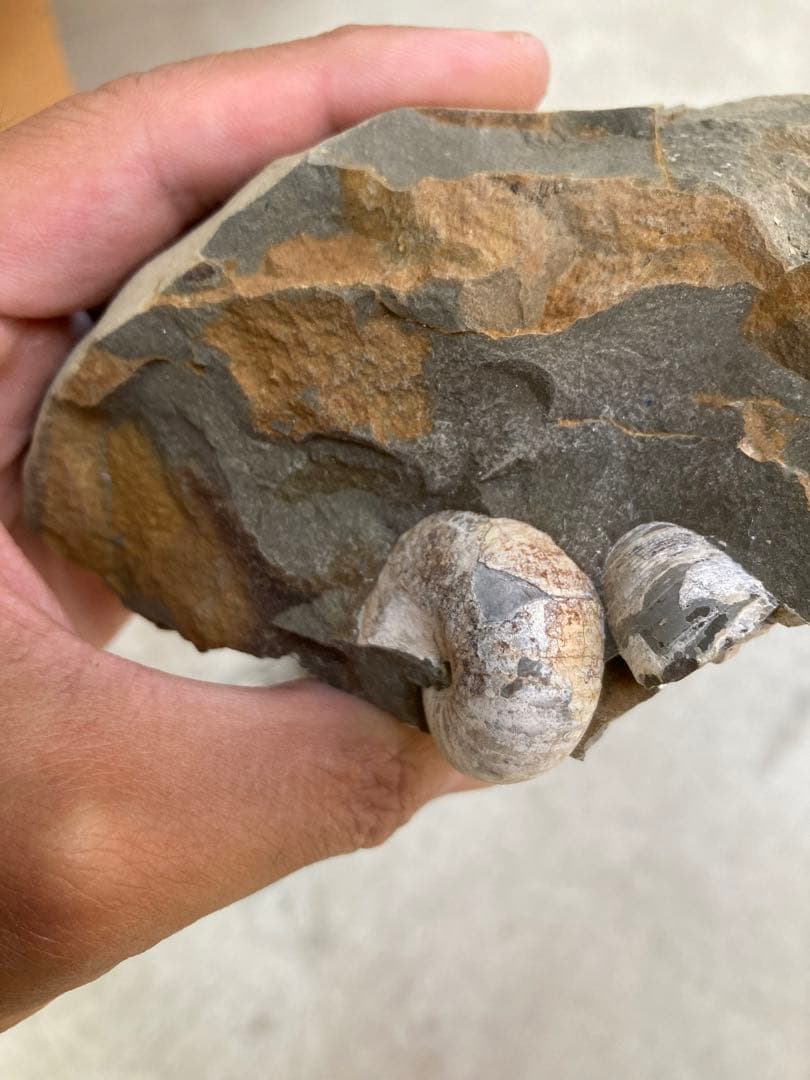 北海道中川　ノジュール　クリーニング　化石掘り