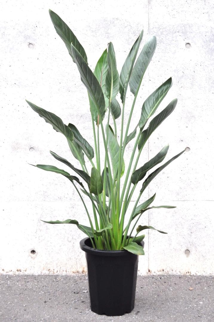 ストレリチア レギネ 148cm 10号