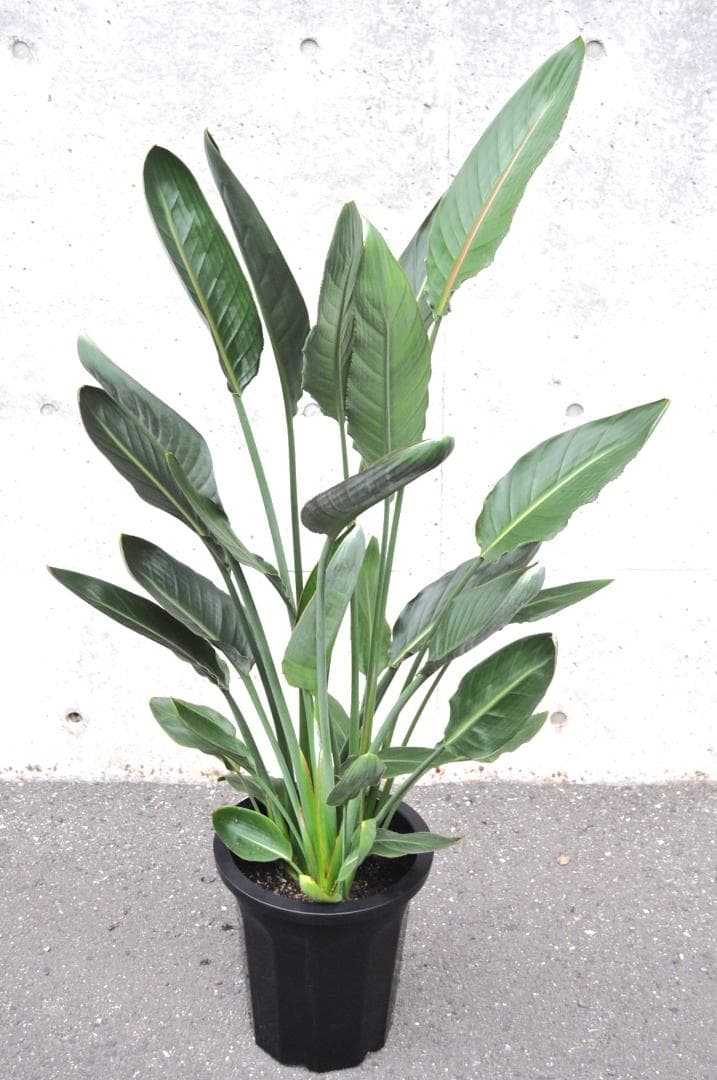 ストレリチア レギネ 148cm 10号