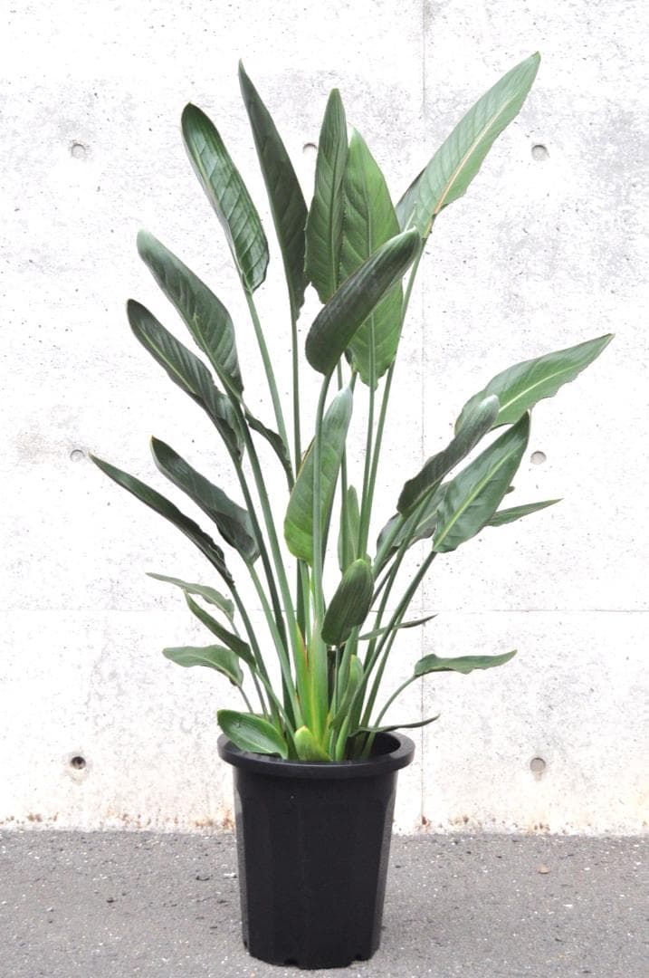 ストレリチア レギネ 148cm 10号