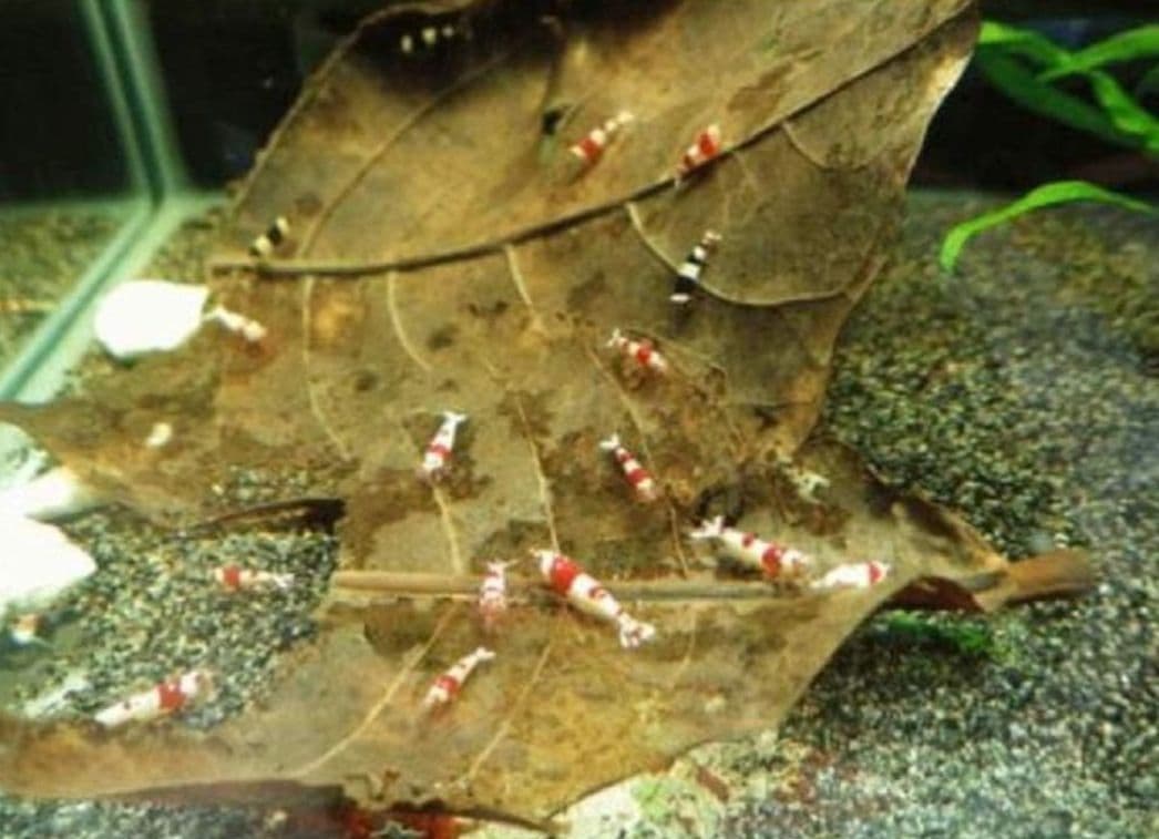 大小様々　無農薬マジックリーフ　天然ももたまな葉　1500　枚