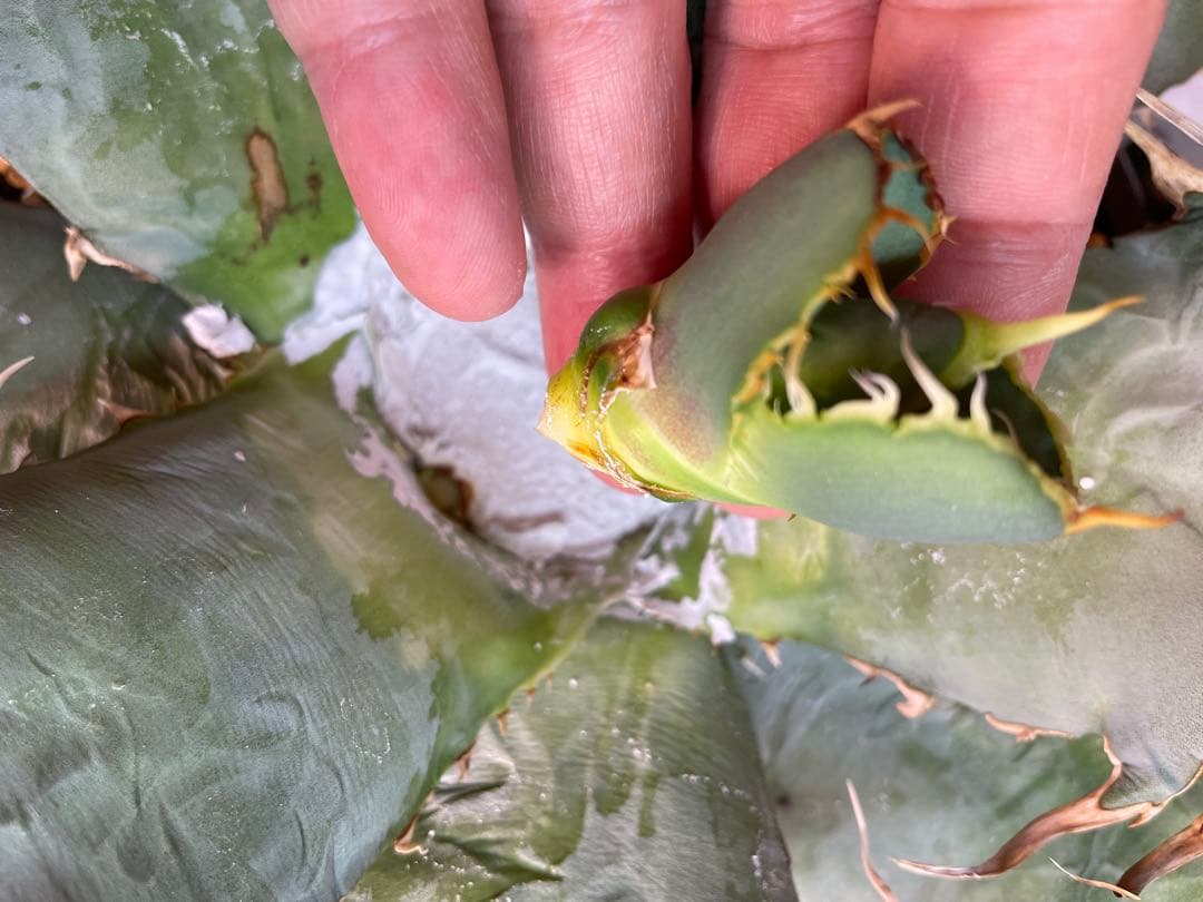 アガベ オテロイ　US由来　チタノタ　ブルー葉系 活着株鉢ごと発送　特選オテロイ