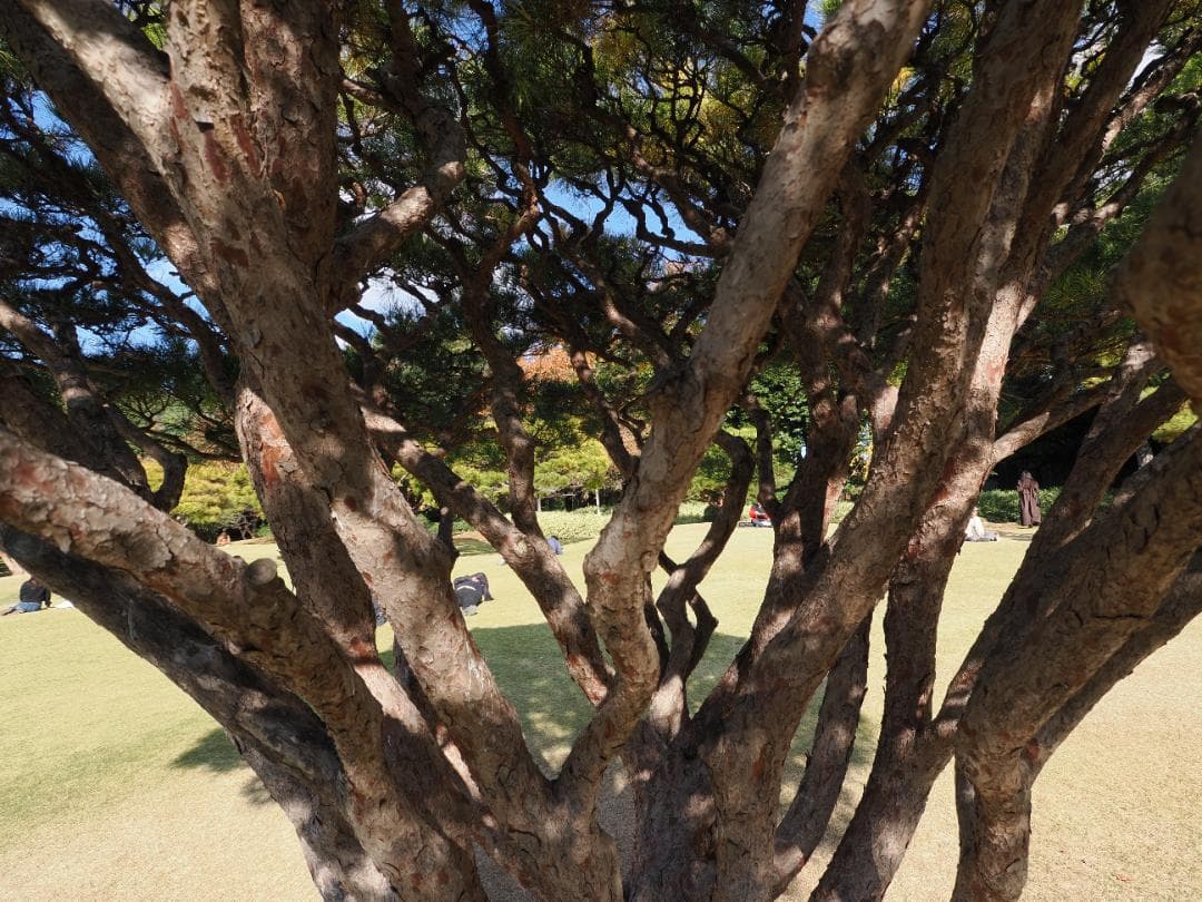 M.ZUIKO DIGITAL ED 9-18mm F4.0-5.6 作例あり