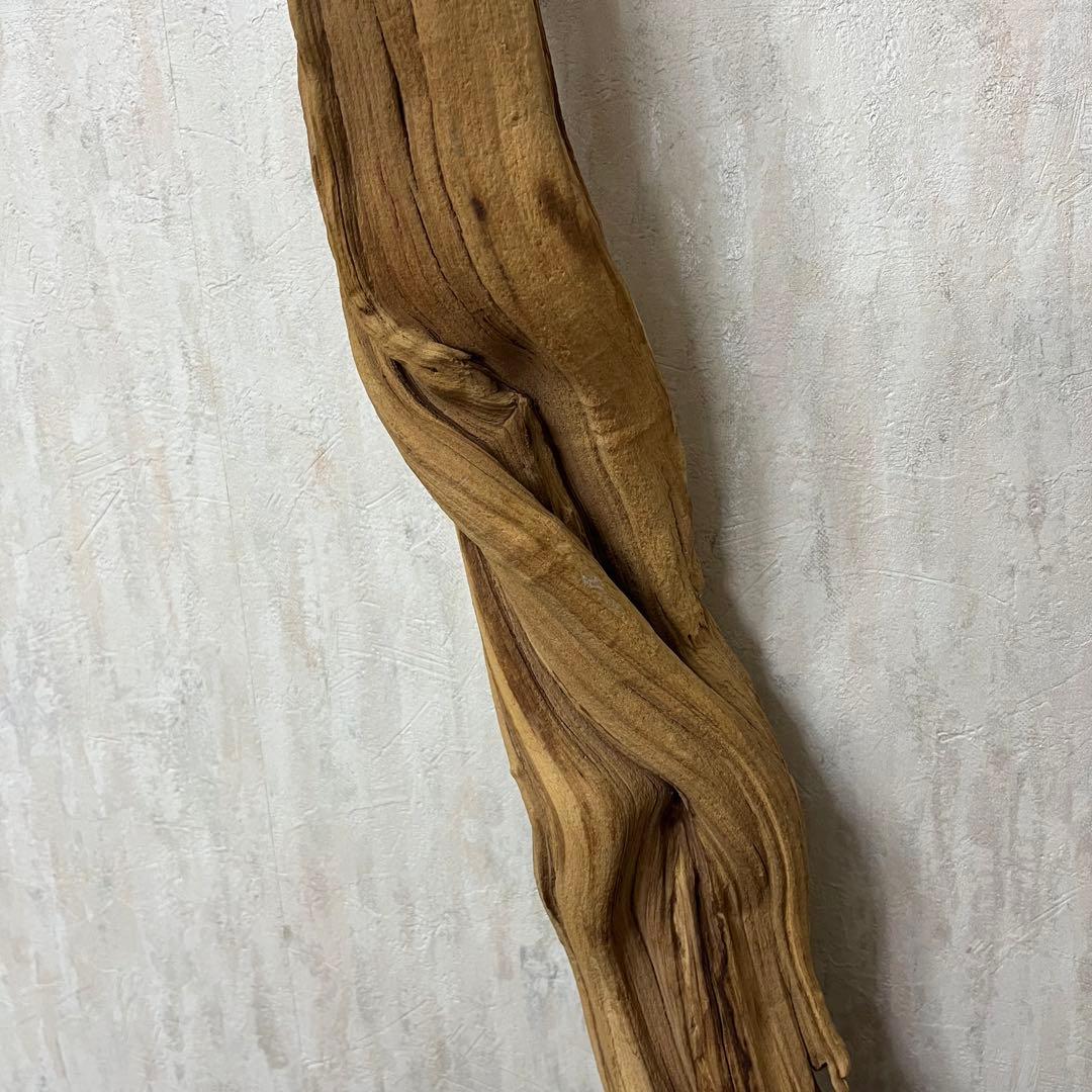 ADA ブランチウッド 流木 アクアリウム パルダリウム ビッグサイズ