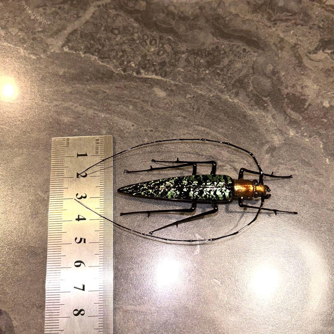 ベネチアングラス　カミキリムシ