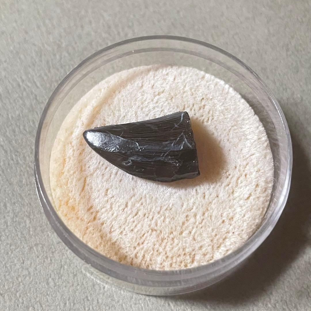 アロサウルス実物歯化石 トキワ様以外の方の購入は受け付けません。