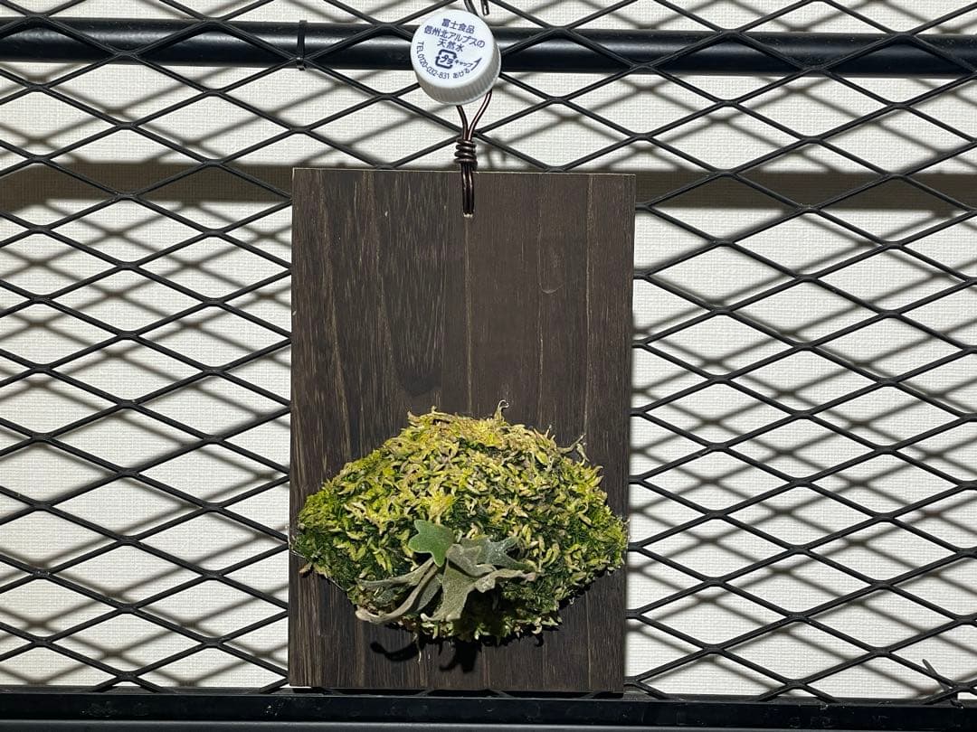 ビカクシダ　jenny spore 値下げしました