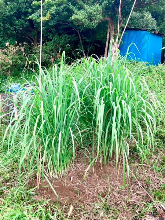 無農薬 レモングラス 抜き苗 3本