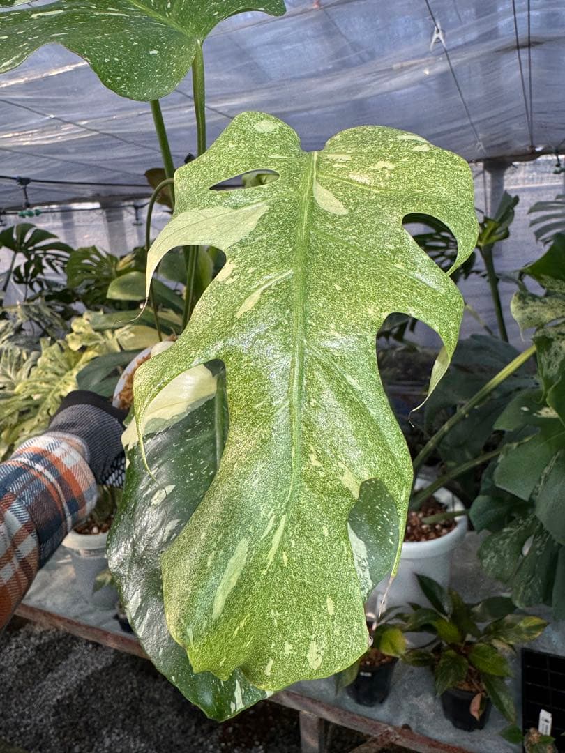 お*と様 T9モンステラ　タイコンステレーション　スターライト