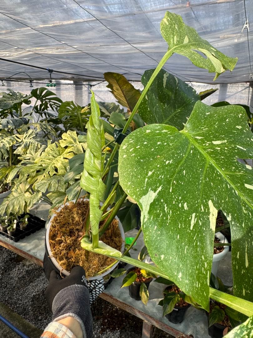 お*と様 T9モンステラ　タイコンステレーション　スターライト