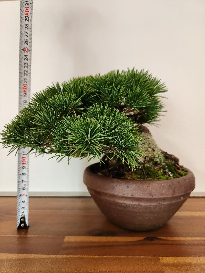 盆栽　五葉松　葵　植物　盆栽鉢