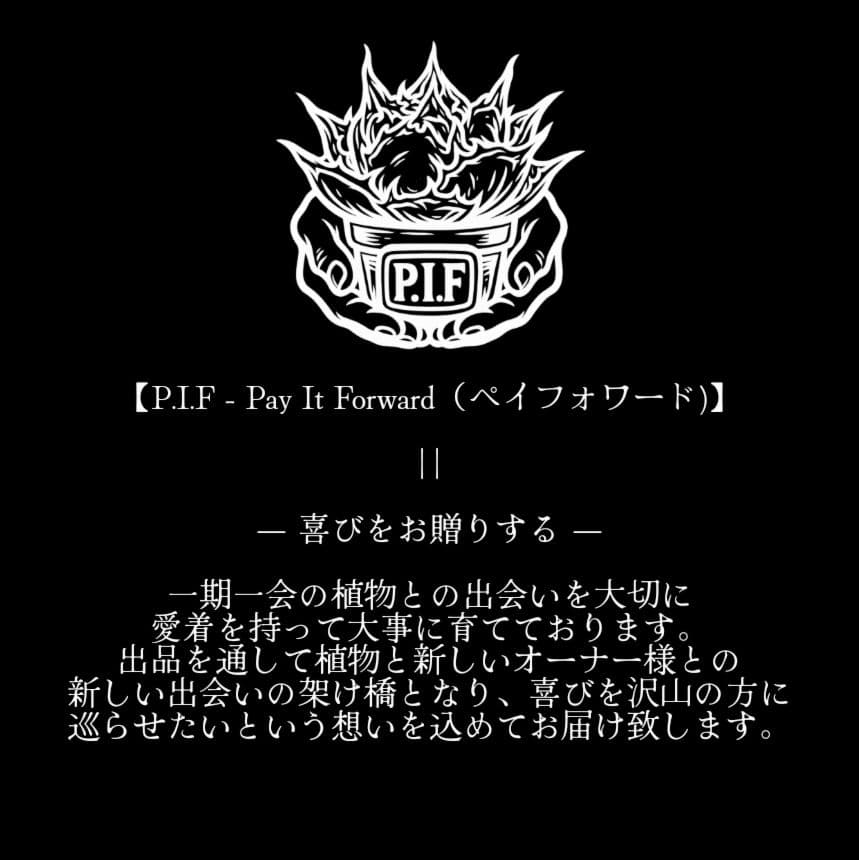 【最後の株 レア 限定品】チタノタ『◤悪魔BB◢ブラックアンドブルー』子株約5株