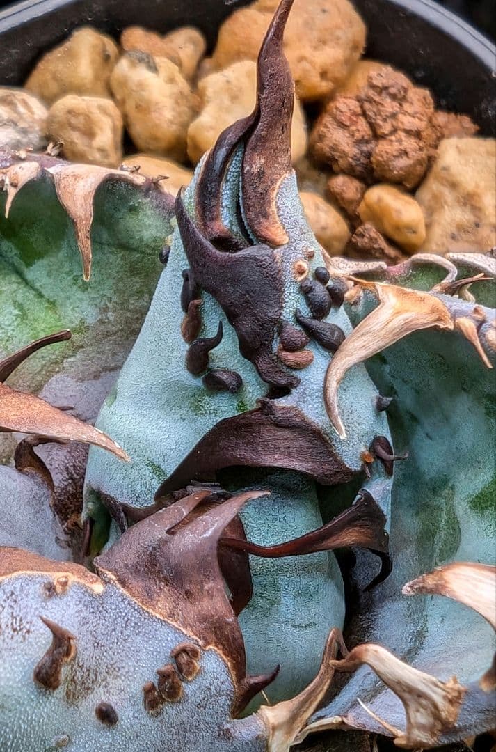 【最後の株 レア 限定品】チタノタ『◤悪魔BB◢ブラックアンドブルー』子株約5株