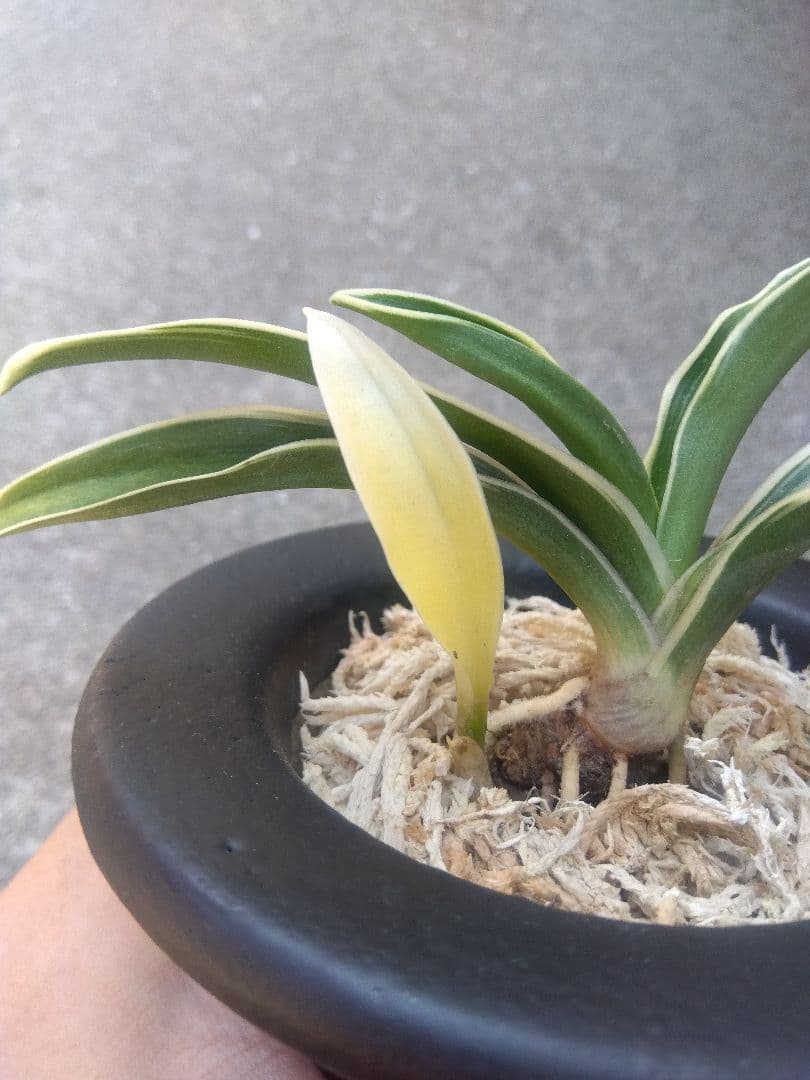 万年青　おもと　お多福　覆輪斑　4号陶器鉢つき　極上斑の子株つき❗　う