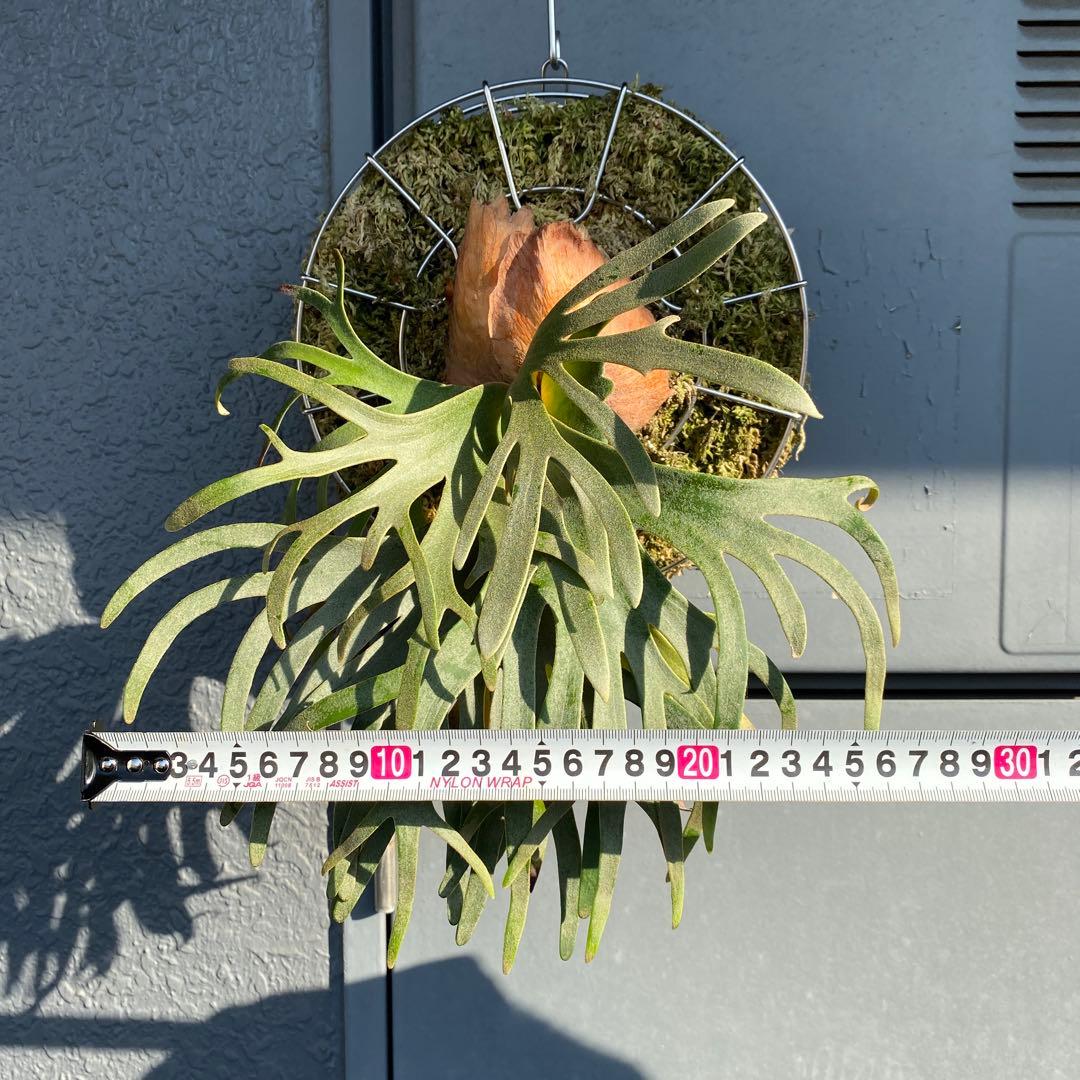 ビカクシダ・ジェイドガール