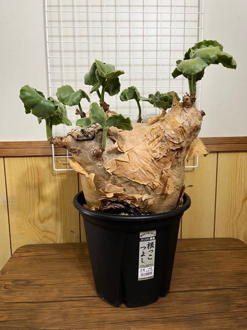 キフォステンマ　マクロプス　発根済み