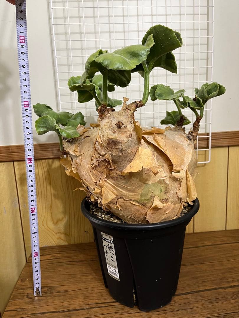 キフォステンマ　マクロプス　発根済み