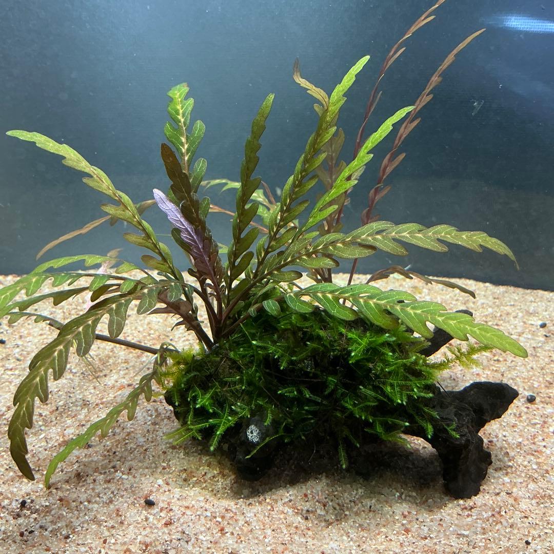 Eagle Desert様 リクエスト 4点 まとめ商品　水草