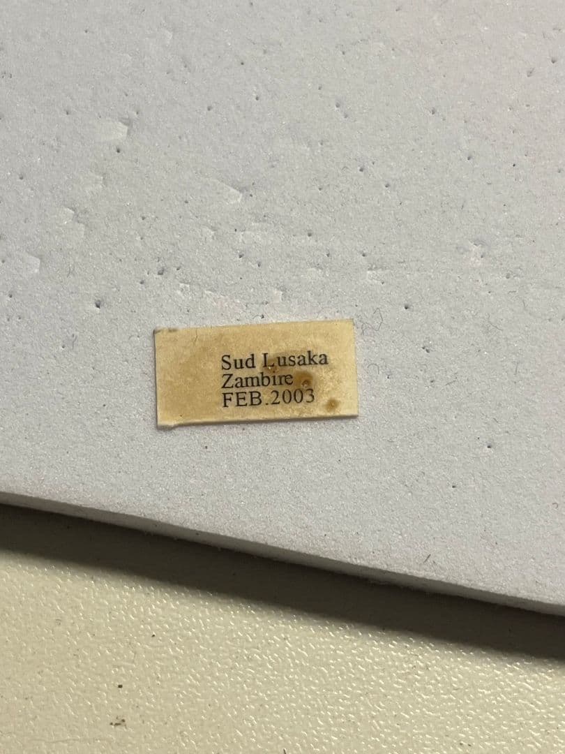 【37mm】ベニモンオオタマゾウムシ 標本 Brachycerus タマムシ