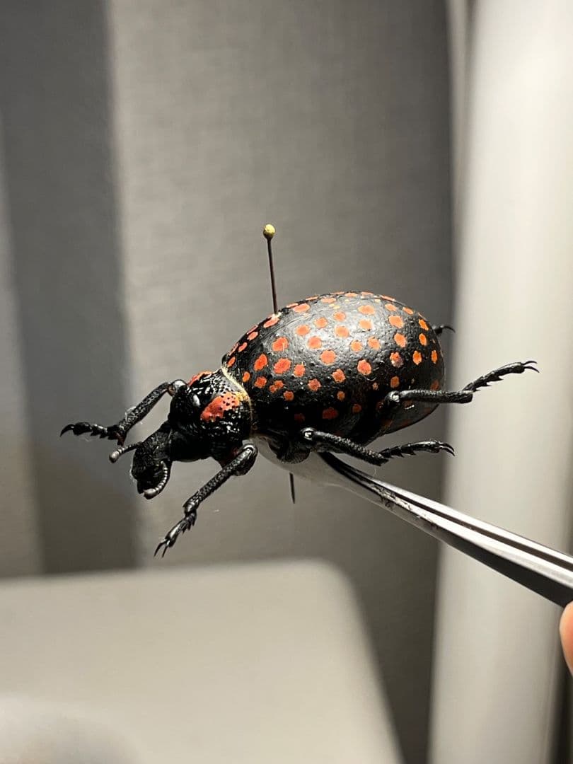 【37mm】ベニモンオオタマゾウムシ 標本 Brachycerus タマムシ