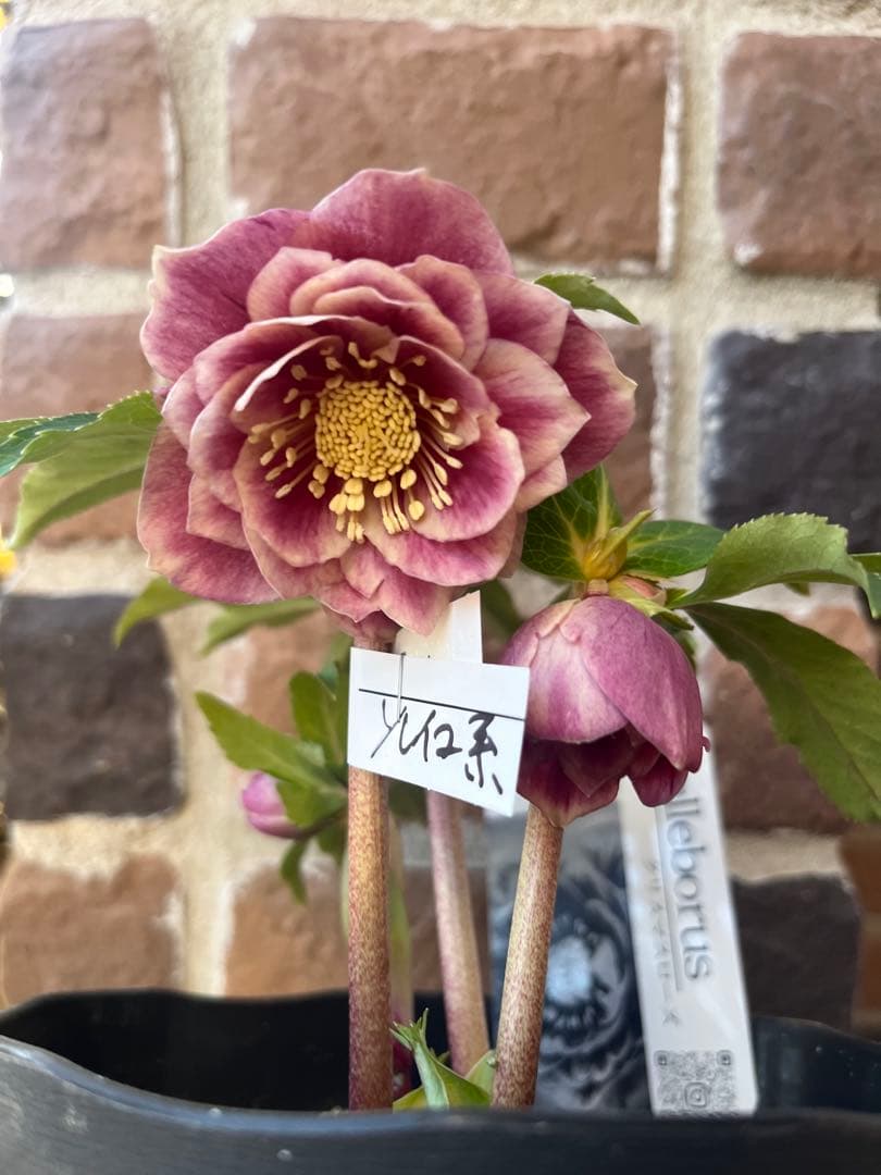 クリスマスローズ　広瀬園芸　ソレイユ系