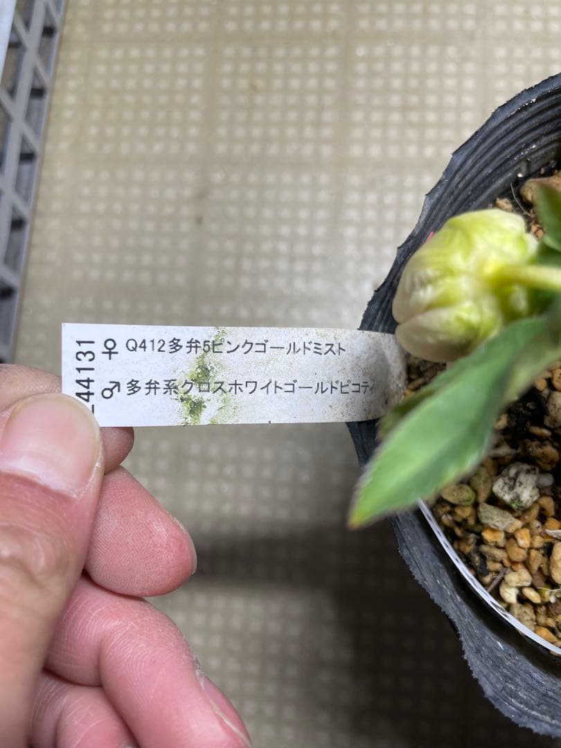 加藤農園 ホワイトゴールド グリーンリップ クリスマスローズ