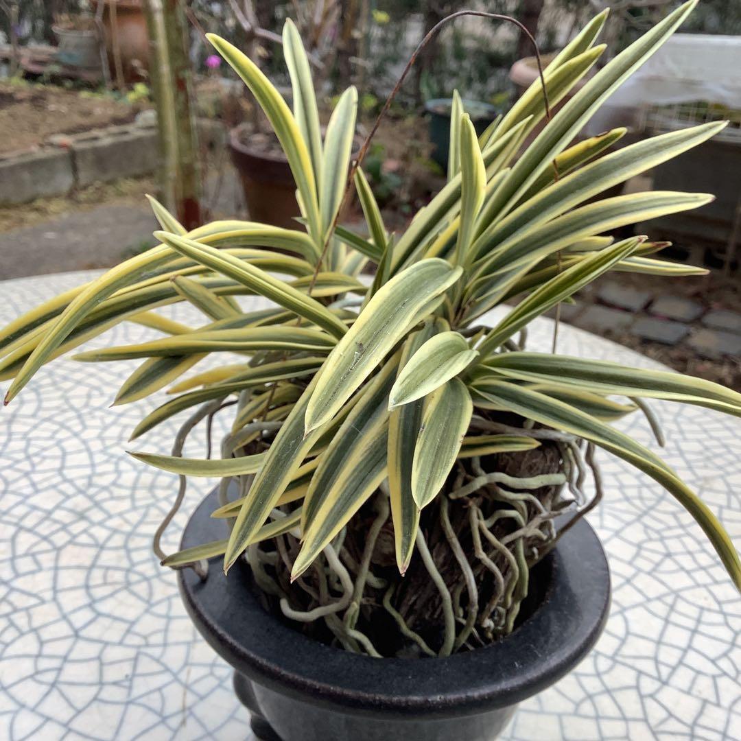 富貴蘭　風蘭　駿河覆輪