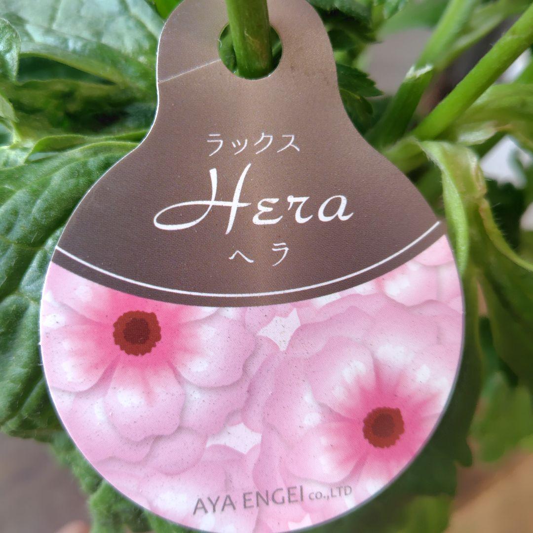 お買得！３鉢セット✺ミノアン＆ジュピター＆ヘラ ラナンキュラスラックス❧