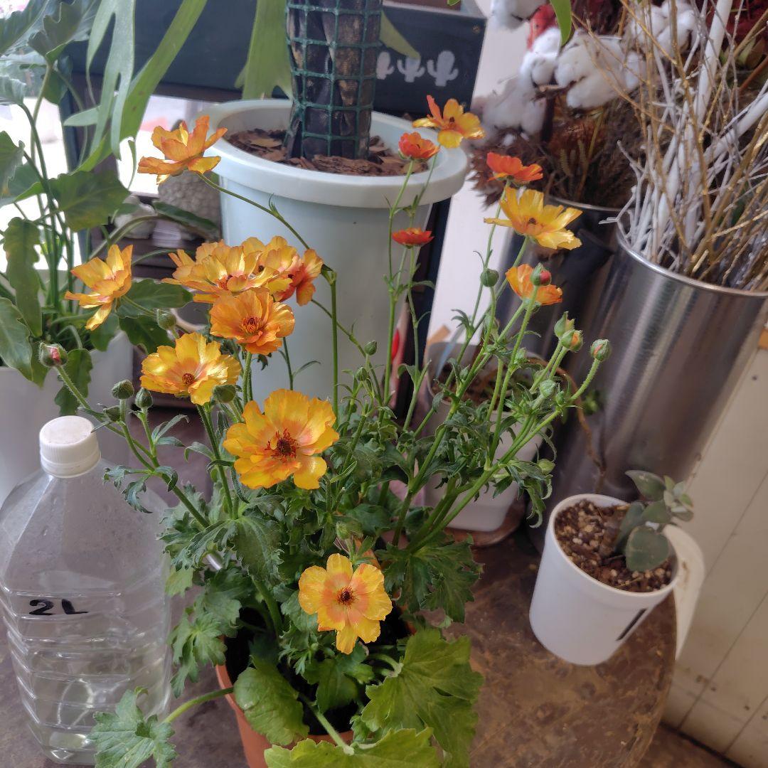 お買得！３鉢セット✺ミノアン＆ジュピター＆ヘラ ラナンキュラスラックス❧