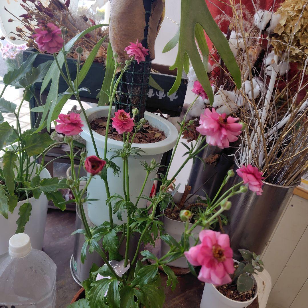 お買得！３鉢セット✺ミノアン＆ジュピター＆ヘラ ラナンキュラスラックス❧