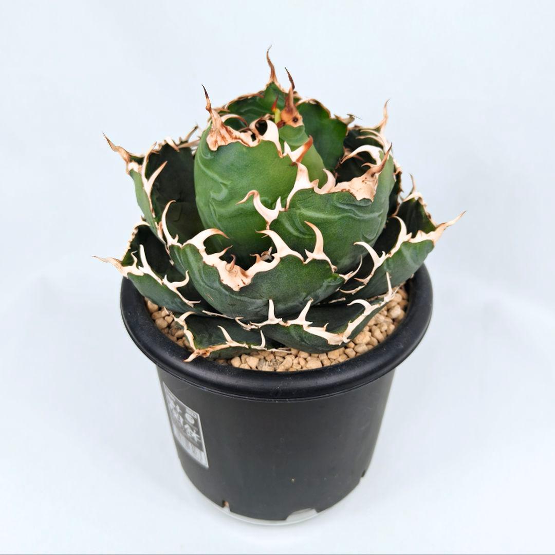 アガベ チタノタ ‘白鯨’ 大株 ボールタイプ 鉢ごと 5号鉢 美形個体