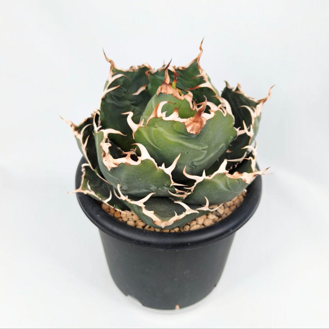 アガベ チタノタ ‘白鯨’ 大株 ボールタイプ 鉢ごと 5号鉢 美形個体