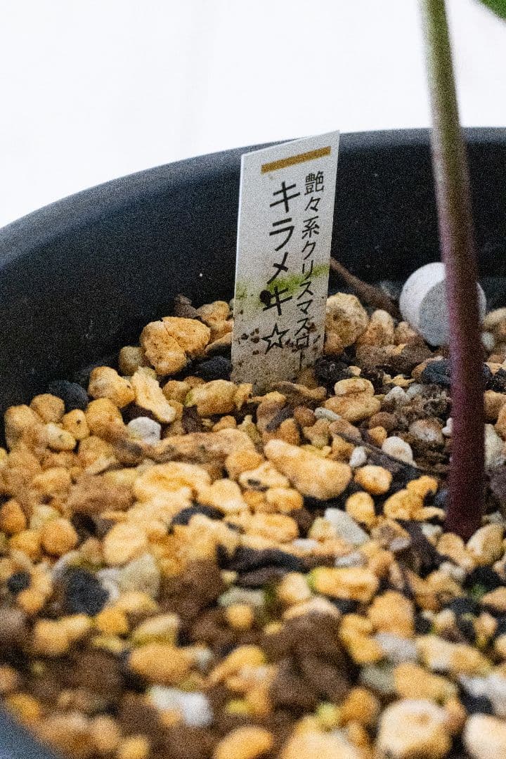 クリスマスローズ 加藤農園 キラメキ グロスレッド 6号開花株