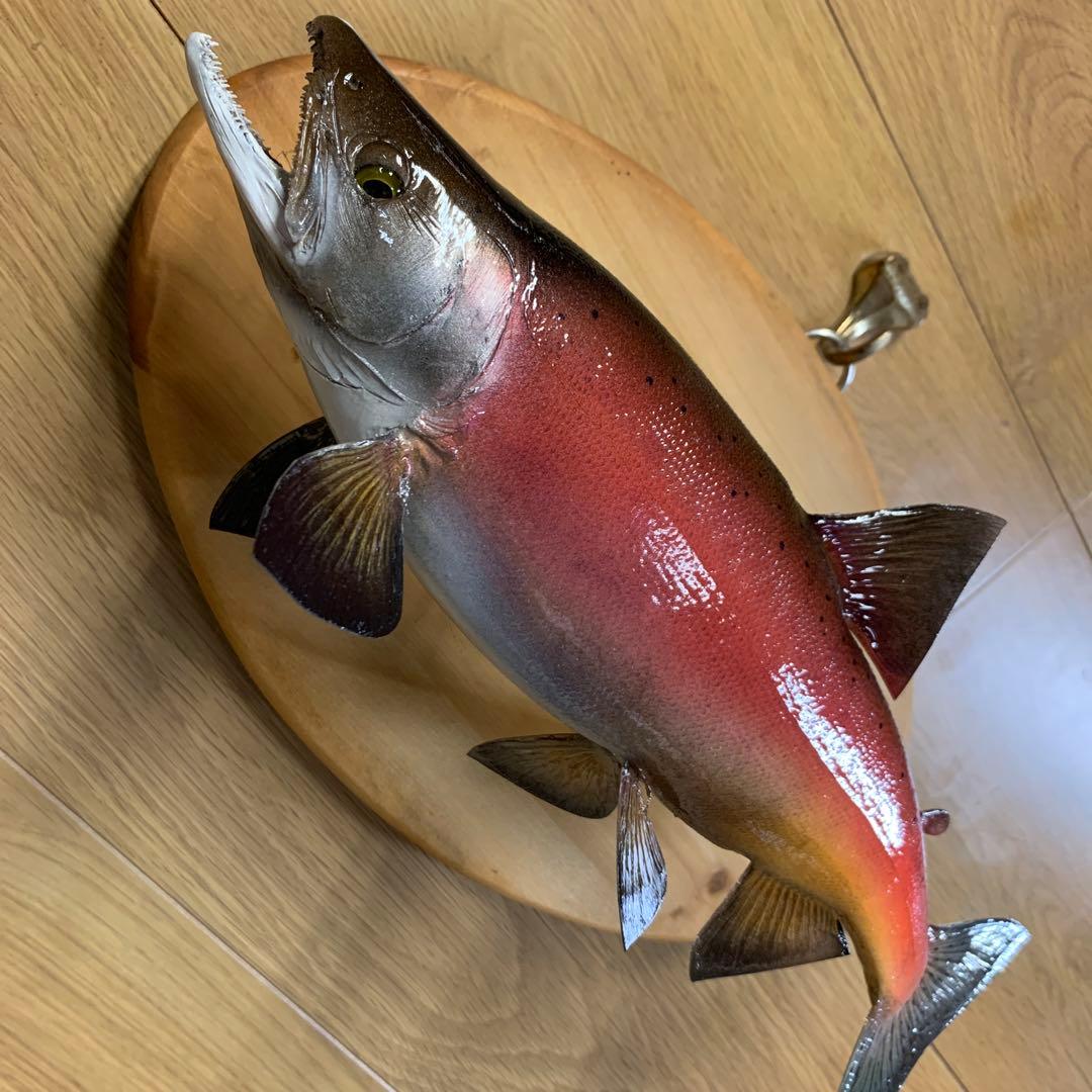 S*リ様 剥製　魚類剥製工房エフクラフト　晩秋の雄ヒメマス 33センチ 最終形態