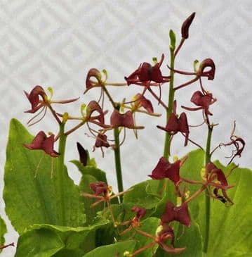 フガクスズムシソウ他