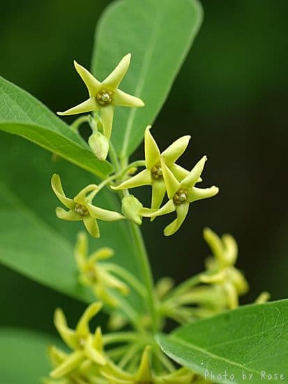 フガクスズムシソウ他