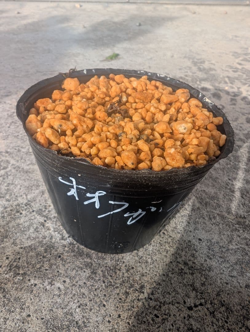 フガクスズムシソウ他