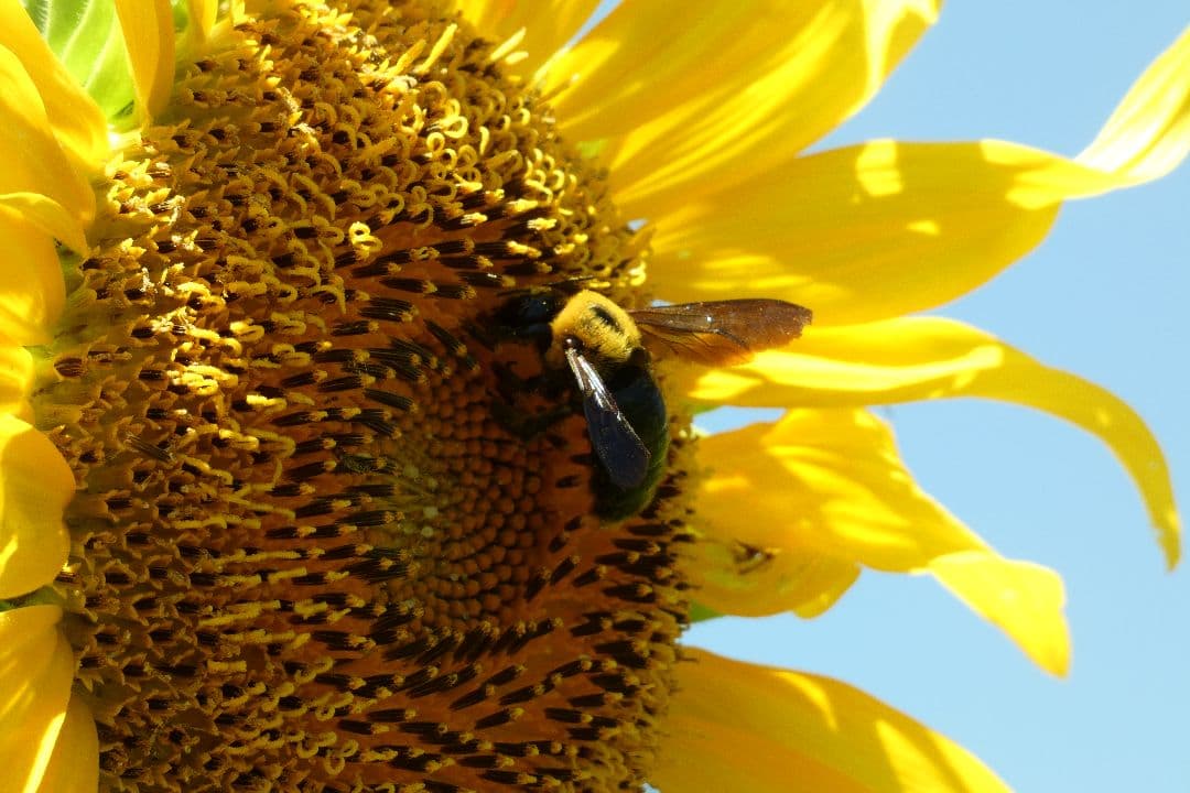 Panasonic LUMIX DC-FZ85D デジタルカメラ