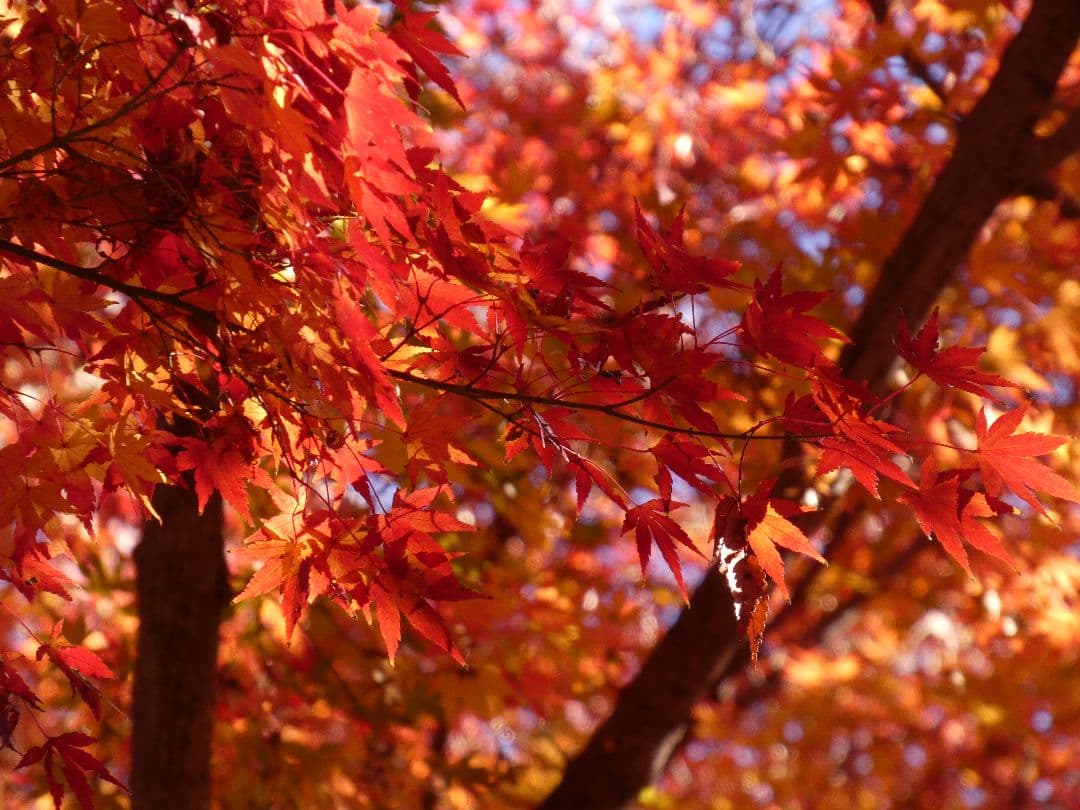 Panasonic LUMIX DC-FZ85D デジタルカメラ