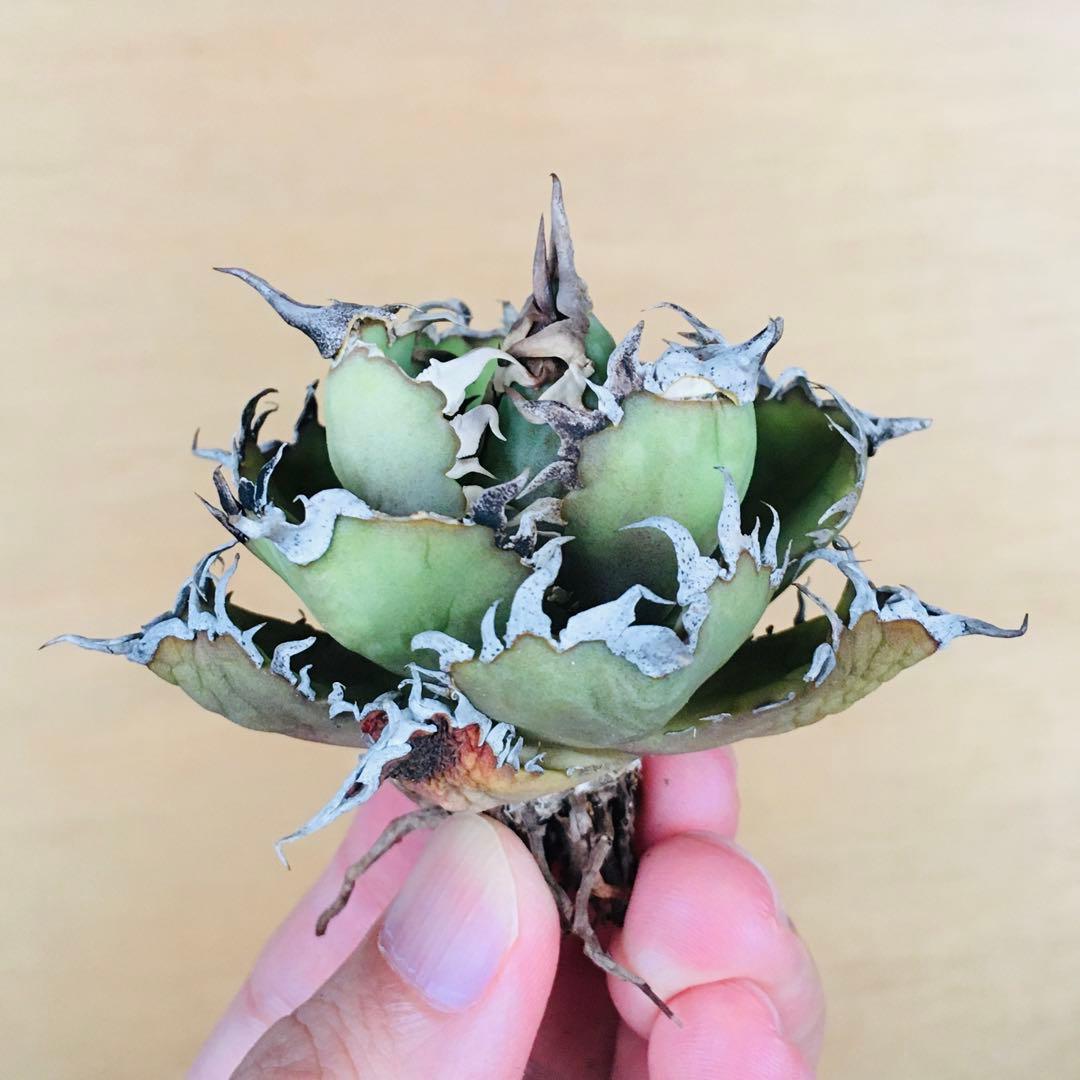 7 フィリグリー コンパクト ボールタイプ 矮性ミニTC株 アガベ チタノタ