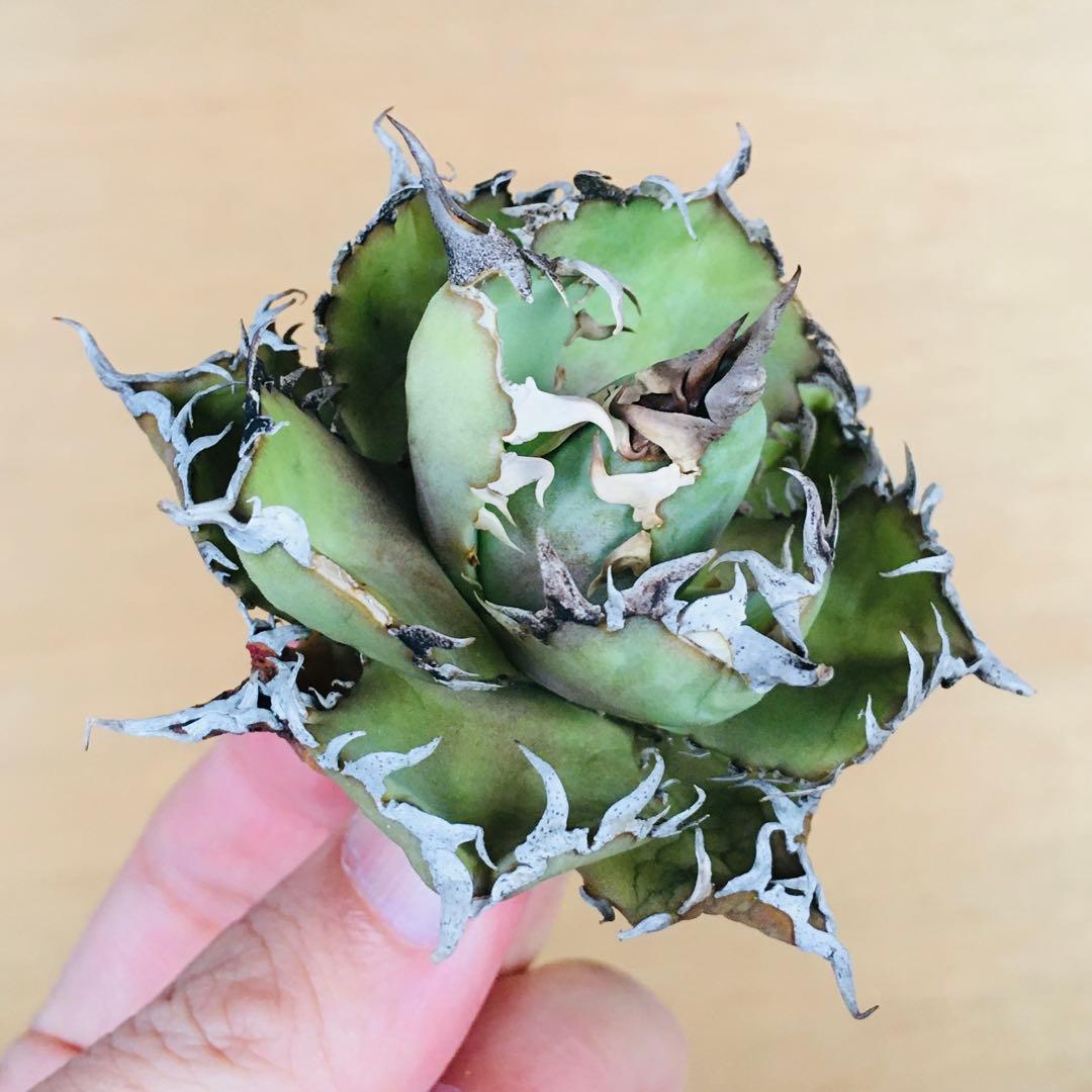 7 フィリグリー コンパクト ボールタイプ 矮性ミニTC株 アガベ チタノタ