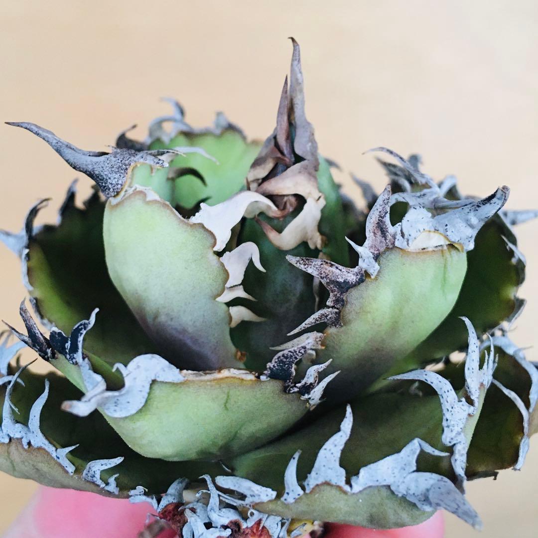 7 フィリグリー コンパクト ボールタイプ 矮性ミニTC株 アガベ チタノタ