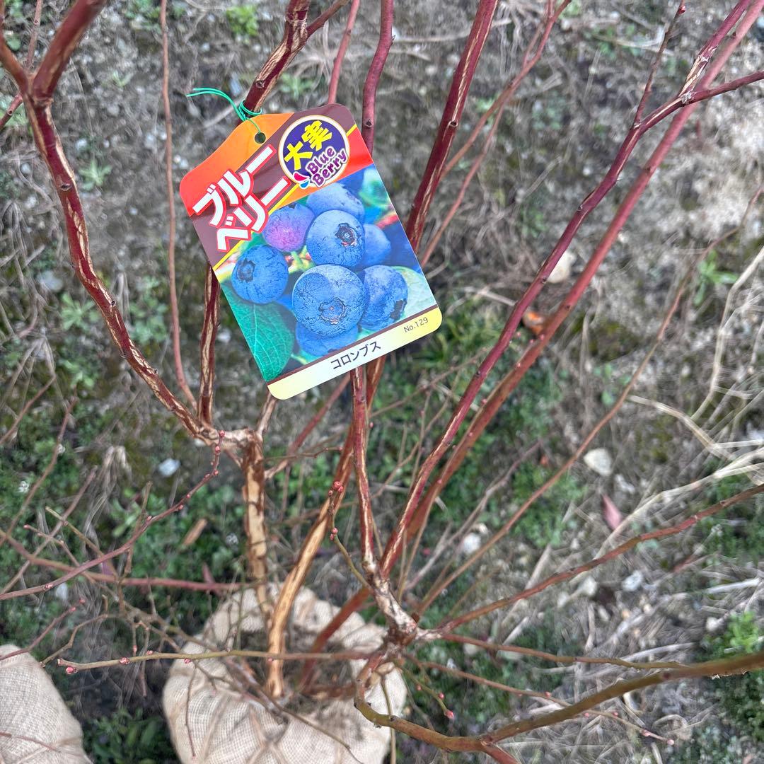 ご注文品　コロンブス×2 ブルーベリー準大苗セット