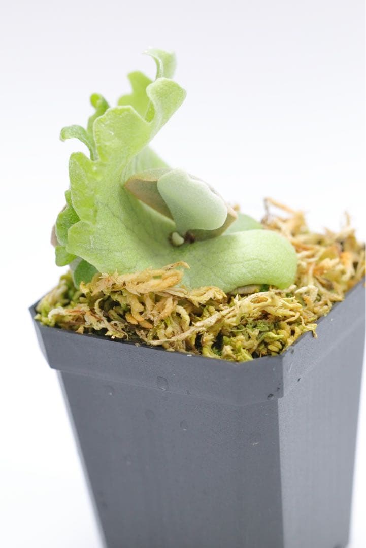 ビカクシダ P.Willincky Gabriel