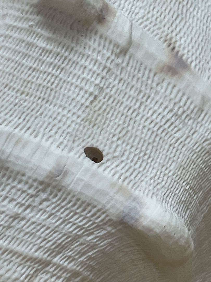 【特大、美品】トウカムリ貝　ホラ貝　貝殻の置き物