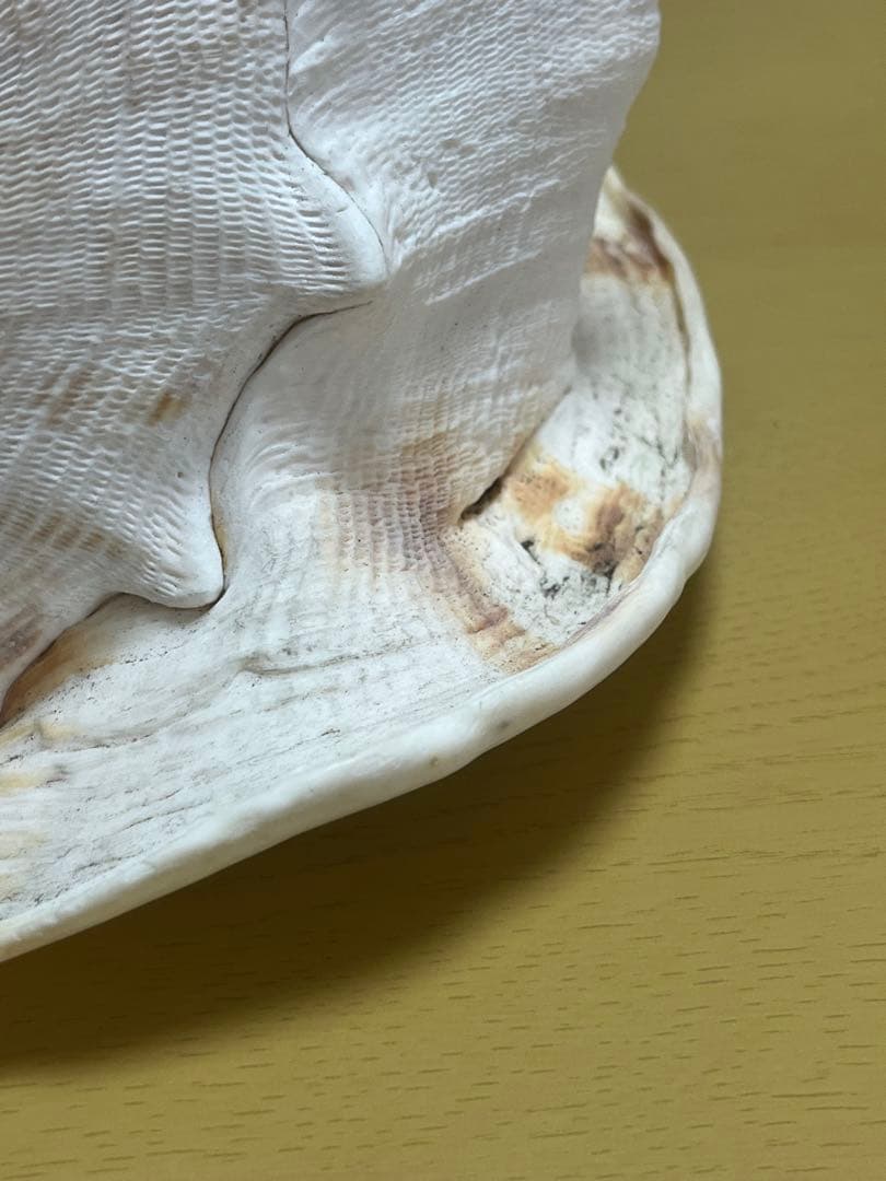 【特大、美品】トウカムリ貝　ホラ貝　貝殻の置き物