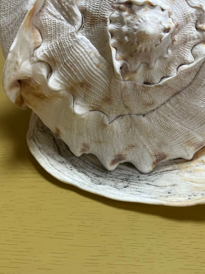 【特大、美品】トウカムリ貝　ホラ貝　貝殻の置き物